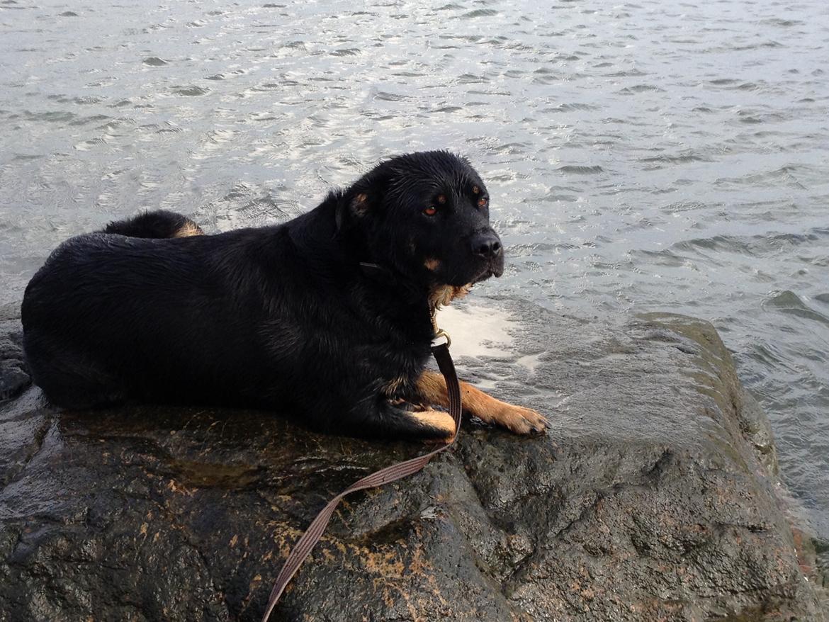 Blanding af racer Bella Rottweiler/Labrador billede 1