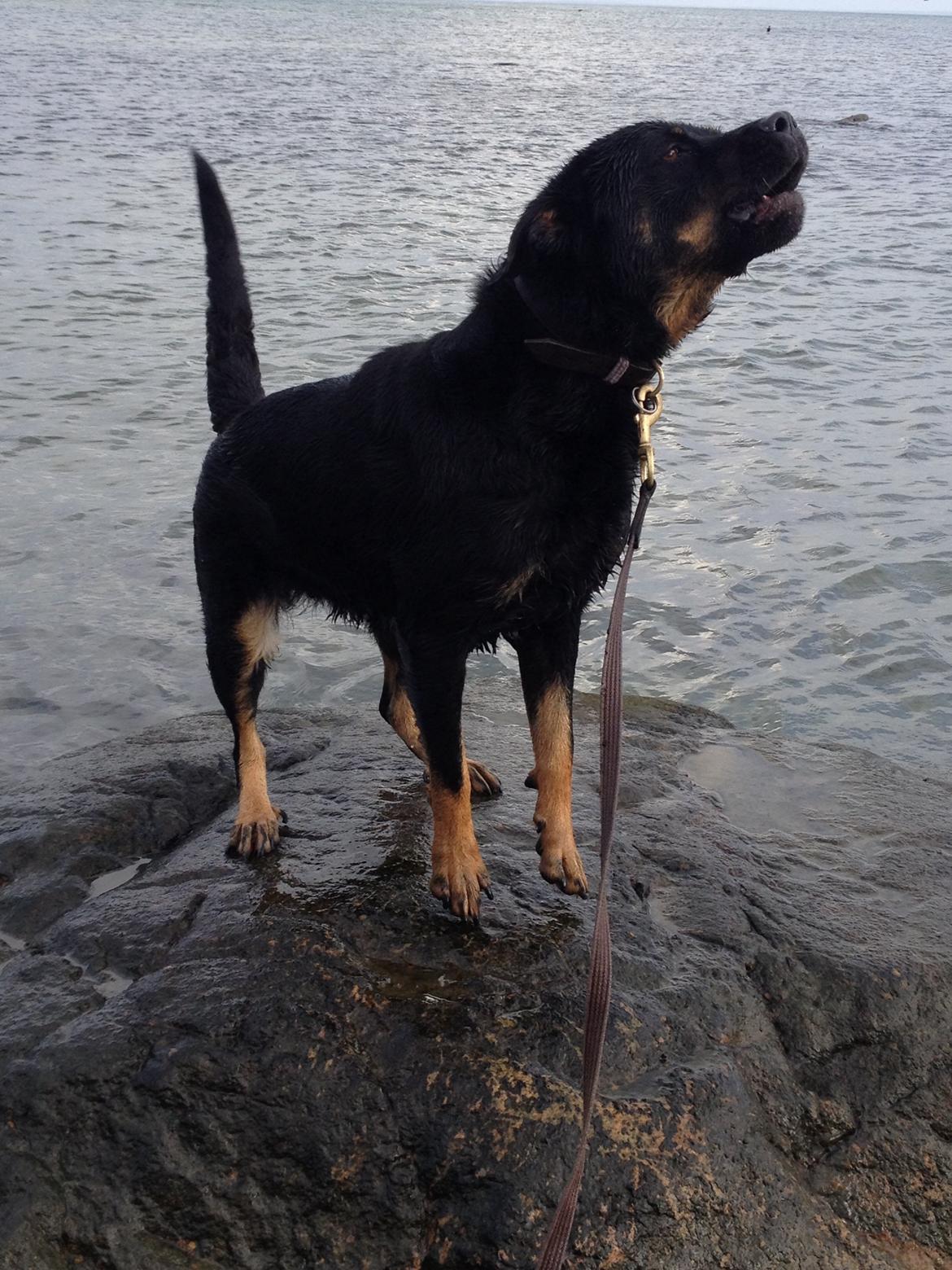 Blanding af racer Bella Rottweiler/Labrador billede 4