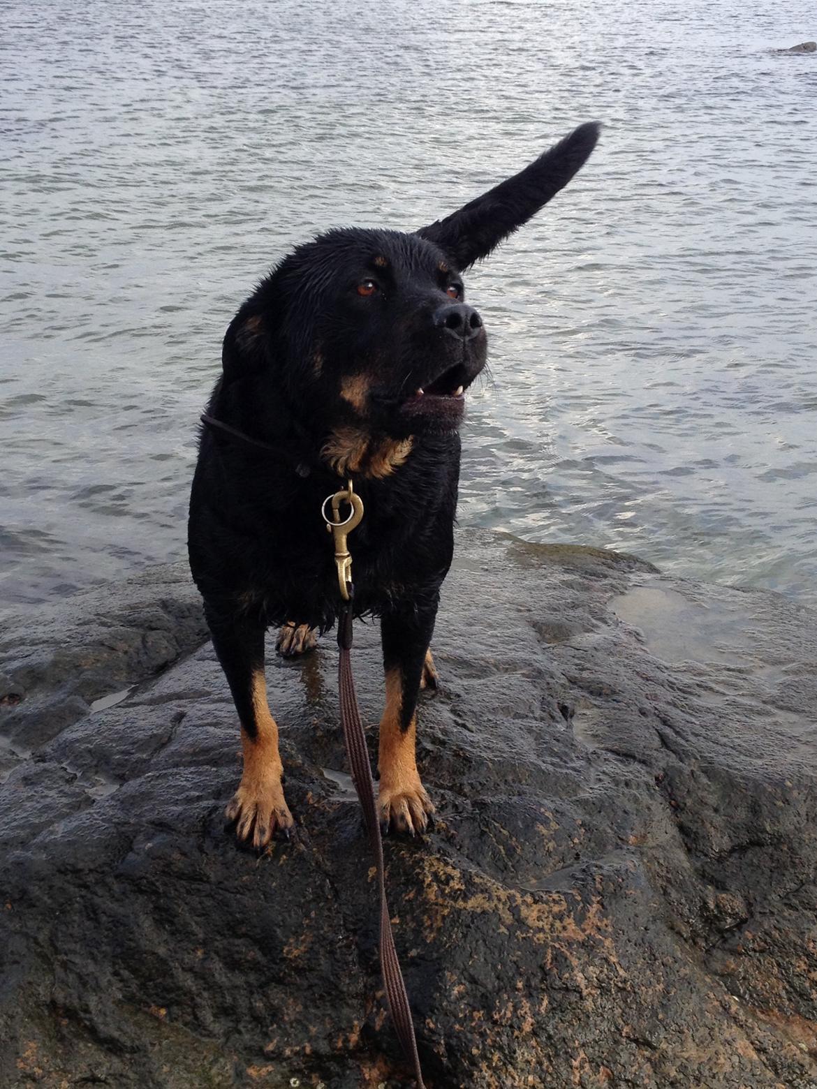 Blanding af racer Bella Rottweiler/Labrador billede 8