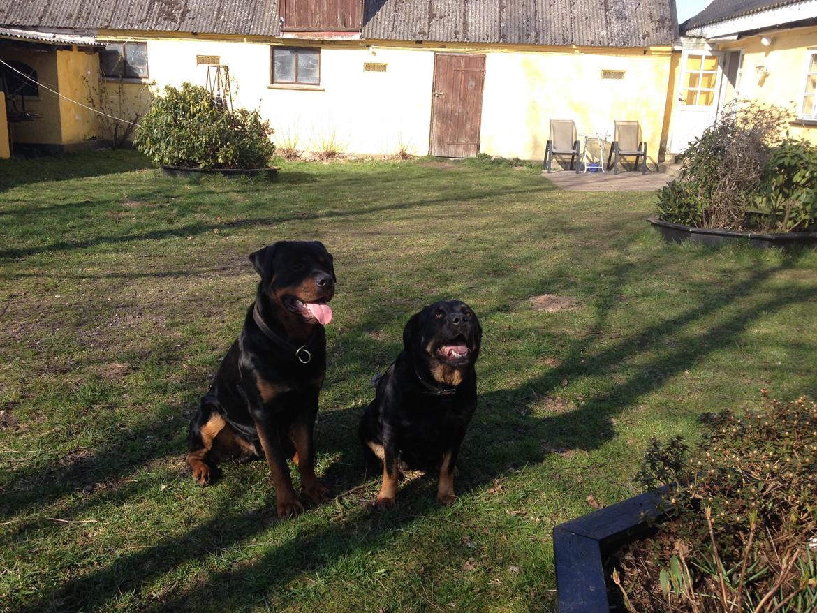 Blanding af racer Bella Rottweiler/Labrador billede 5