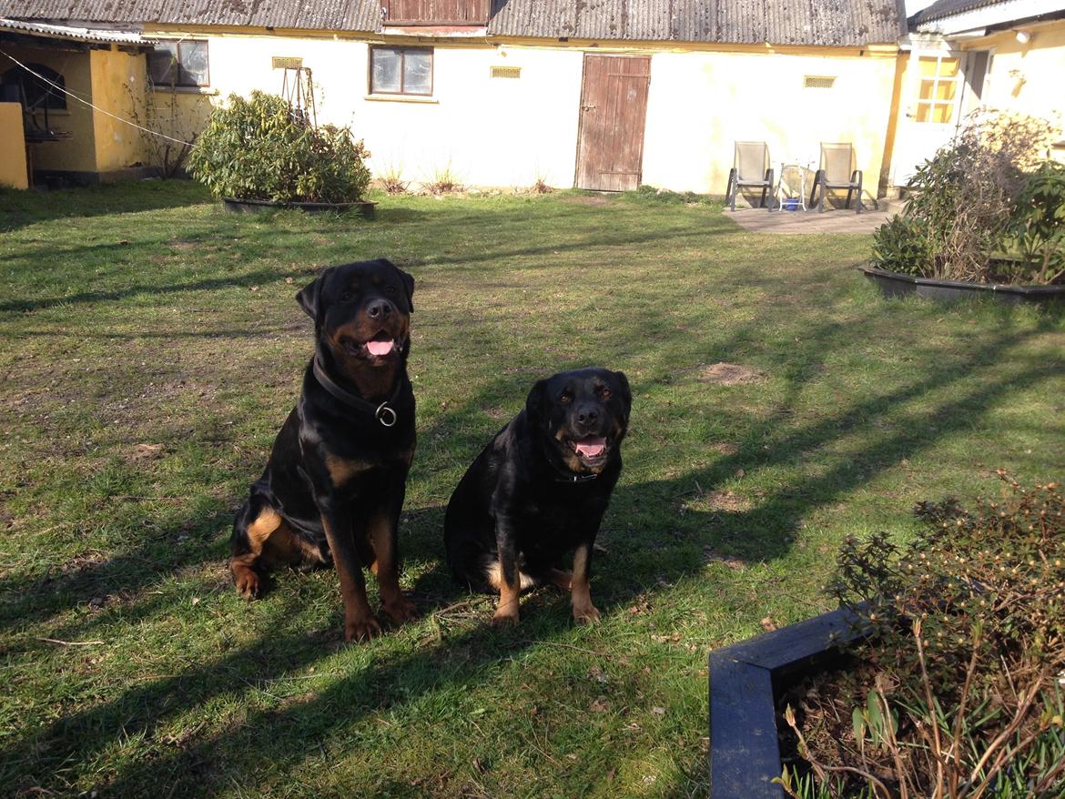 Blanding af racer Bella Rottweiler/Labrador billede 9