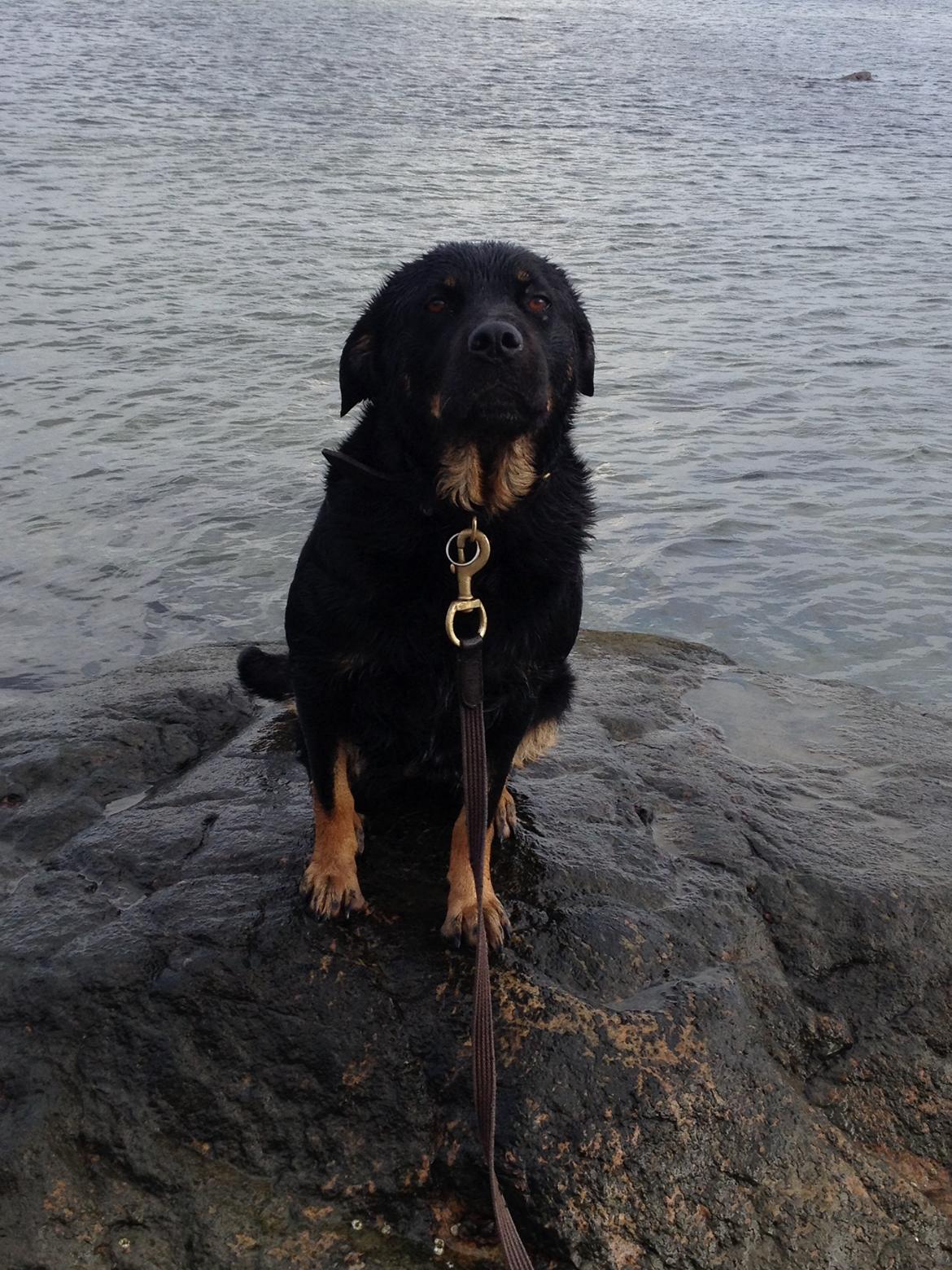 Blanding af racer Bella Rottweiler/Labrador billede 6