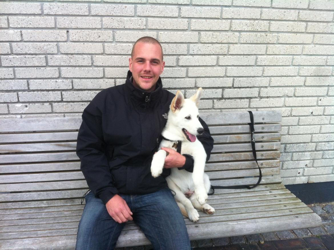 Blanding af racer Cuba, Malamute / hvid schæfer / Samojedhund - 13 uger, Fars dreng billede 24