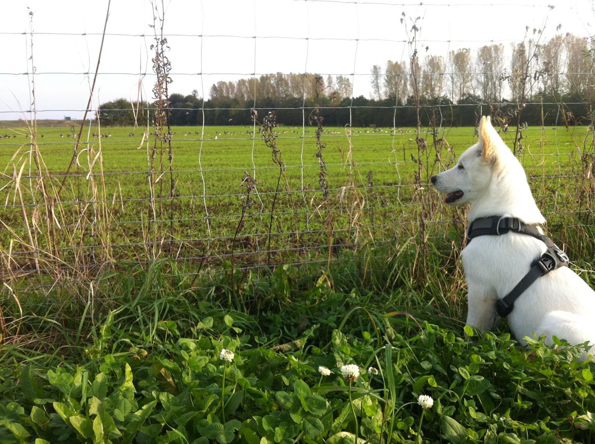 Blanding af racer Cuba, Malamute / hvid schæfer / Samojedhund - 13 uger. Gad vide om alle de gæs vil lege? billede 25