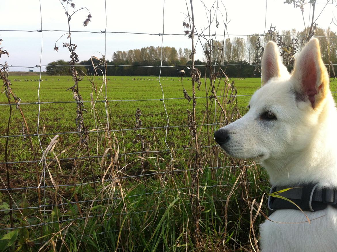 Blanding af racer Cuba, Malamute / hvid schæfer / Samojedhund - 13 uger billede 26