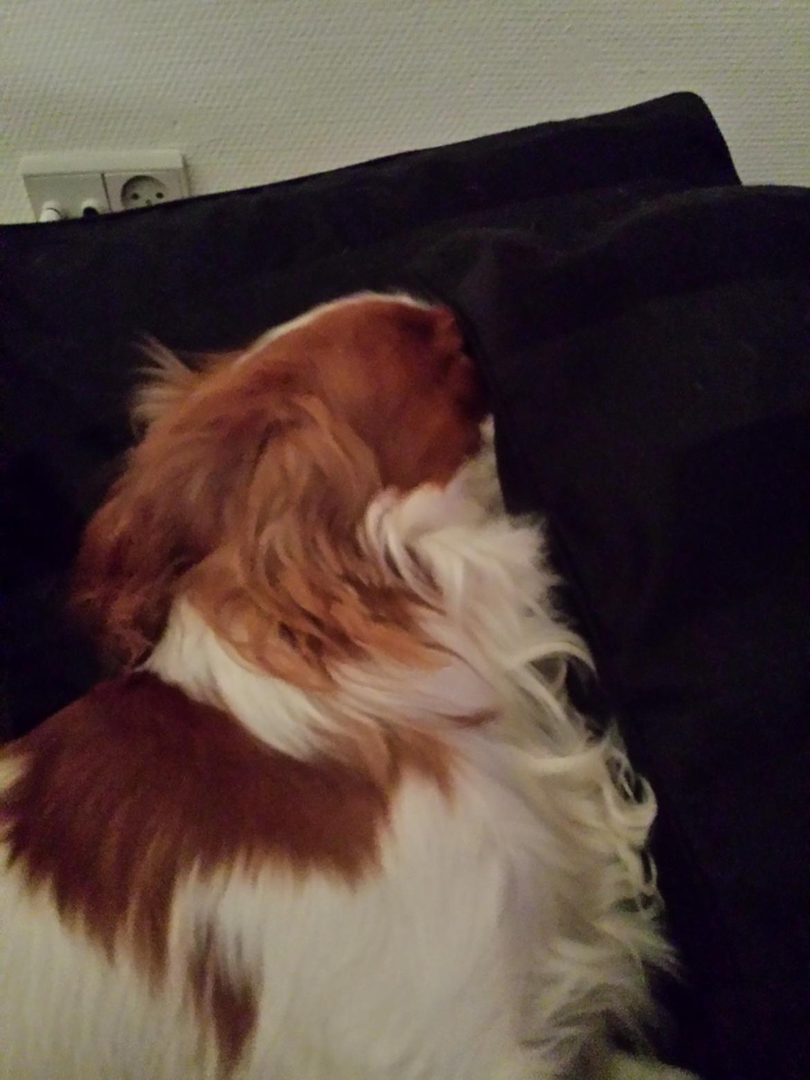 Cavalier king charles spaniel Charlie billede 49