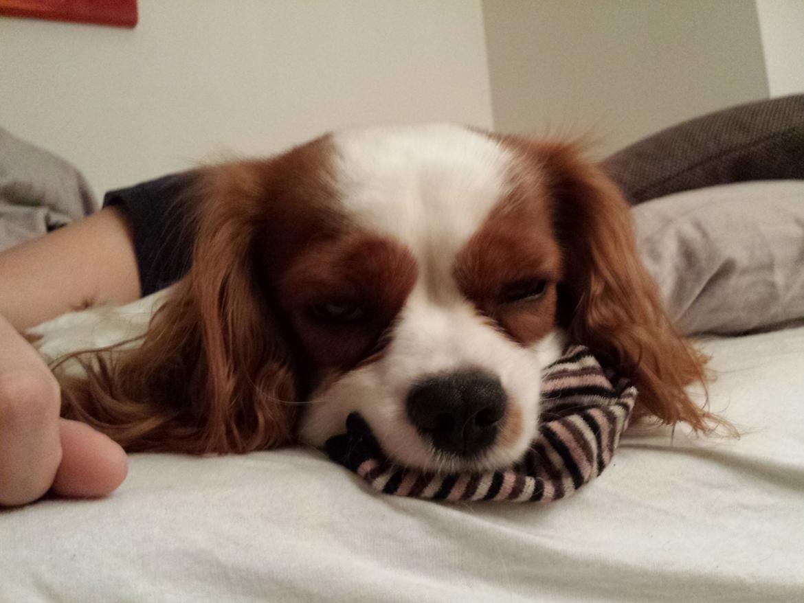 Cavalier king charles spaniel Charlie billede 50