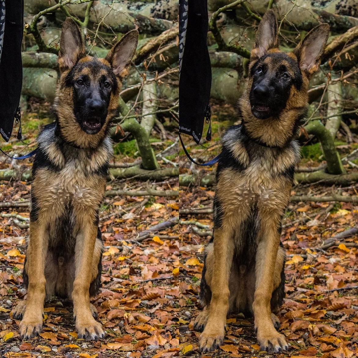 Schæferhund Degner Carlo - Efterår 2014 billede 25
