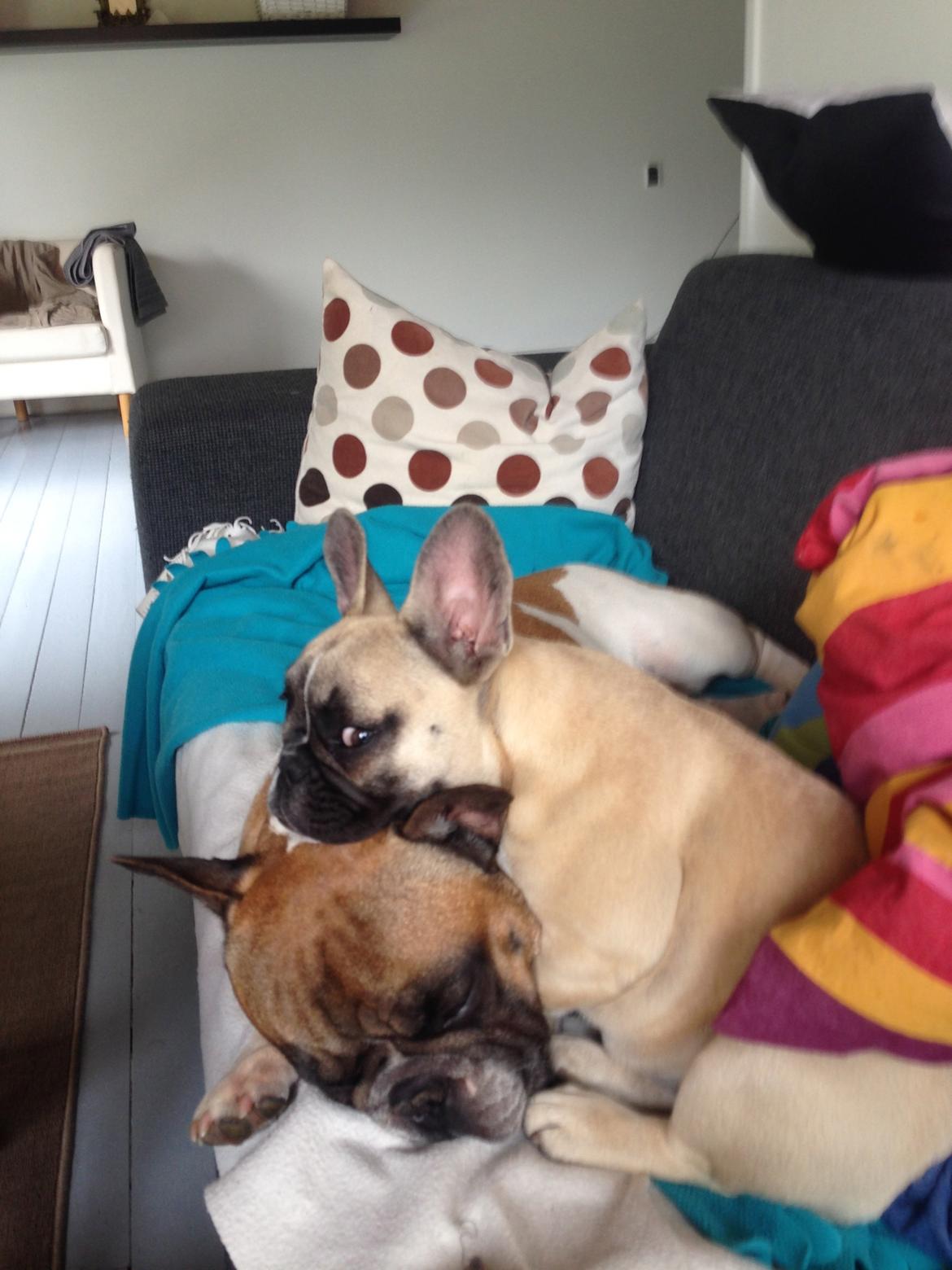 Fransk bulldog Cæsar billede 6