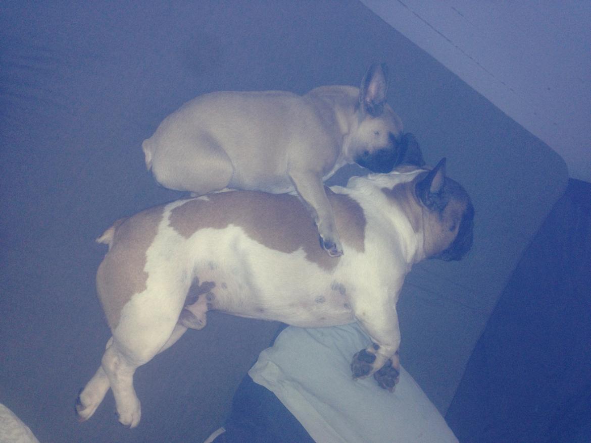 Fransk bulldog Cæsar billede 7