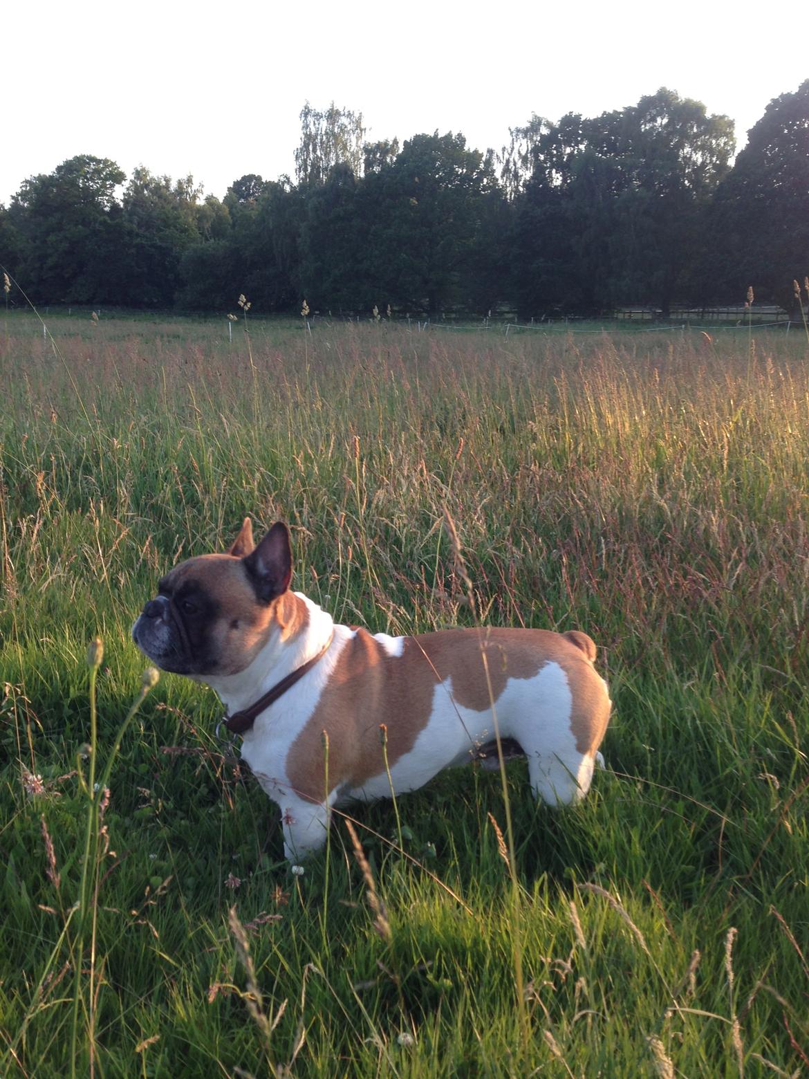 Fransk bulldog Cæsar billede 8