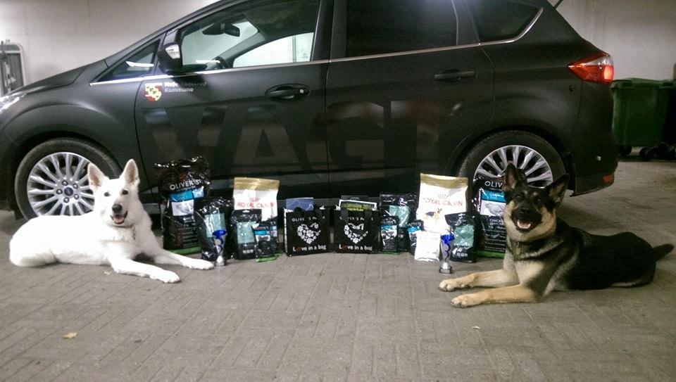 Schæferhund Juice 17/2-2011 - 7/9-2021 - Walle og Jucie blev nr.2 på Politihunde natøvelsen 2014. Kun slået af 2 gruppe 1 hunde.  billede 21