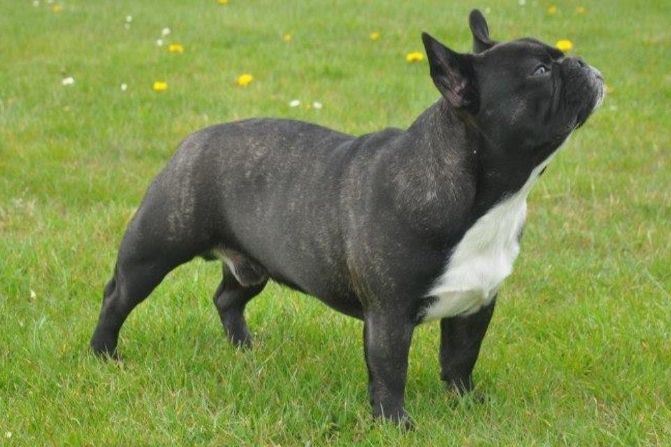 Fransk bulldog Lui Aimée gorgeous Kenya billede 1