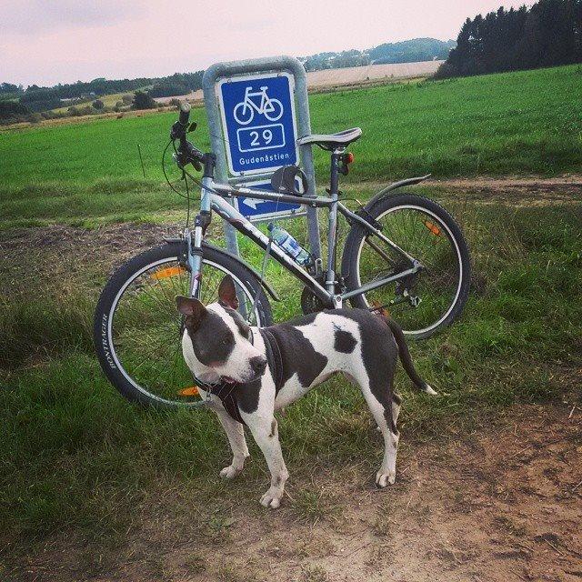 Blanding af racer blue - 1/10/14  snart 10 år og stadig klar på 14 km cykeltur i fuld galop billede 3