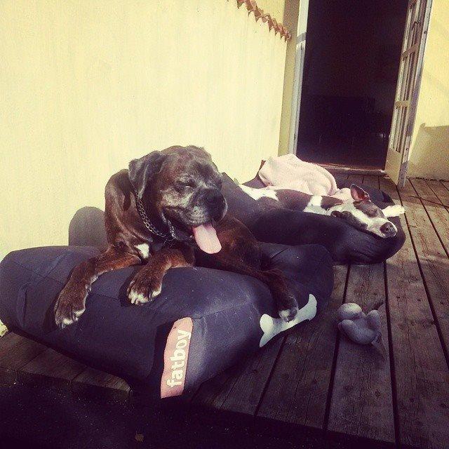 Boxer tyson - 12/10/14 billede 2