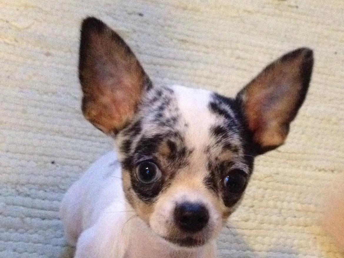 Chihuahua Lillebror billede 1