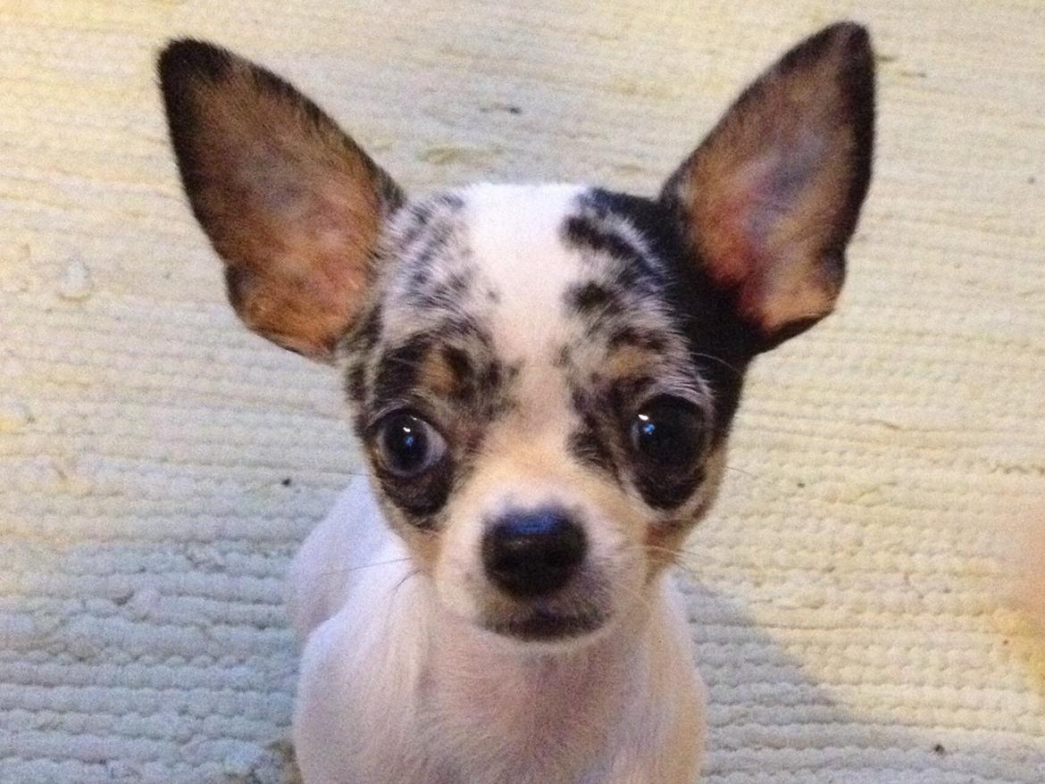 Chihuahua Lillebror billede 2