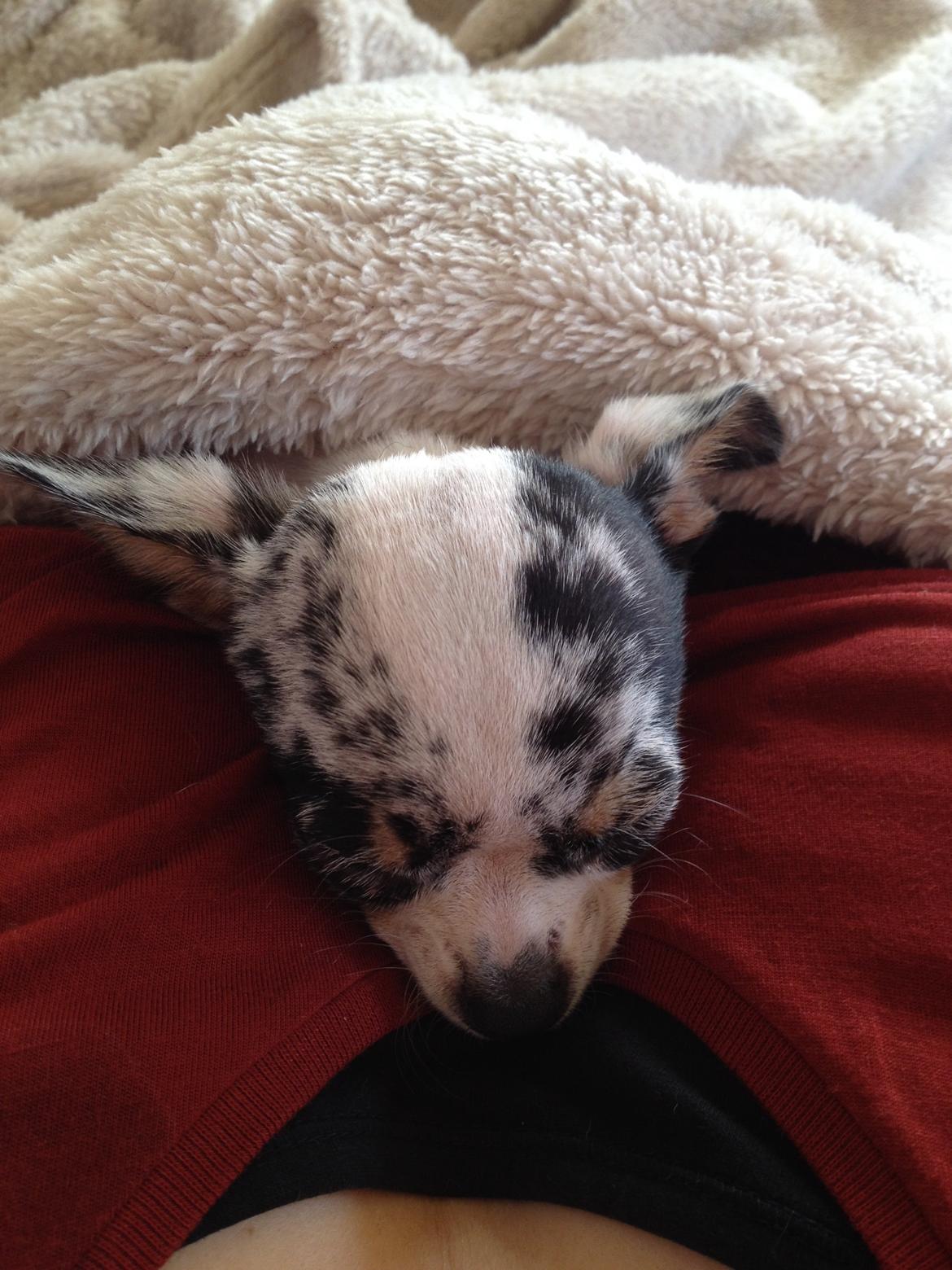 Chihuahua Lillebror billede 3