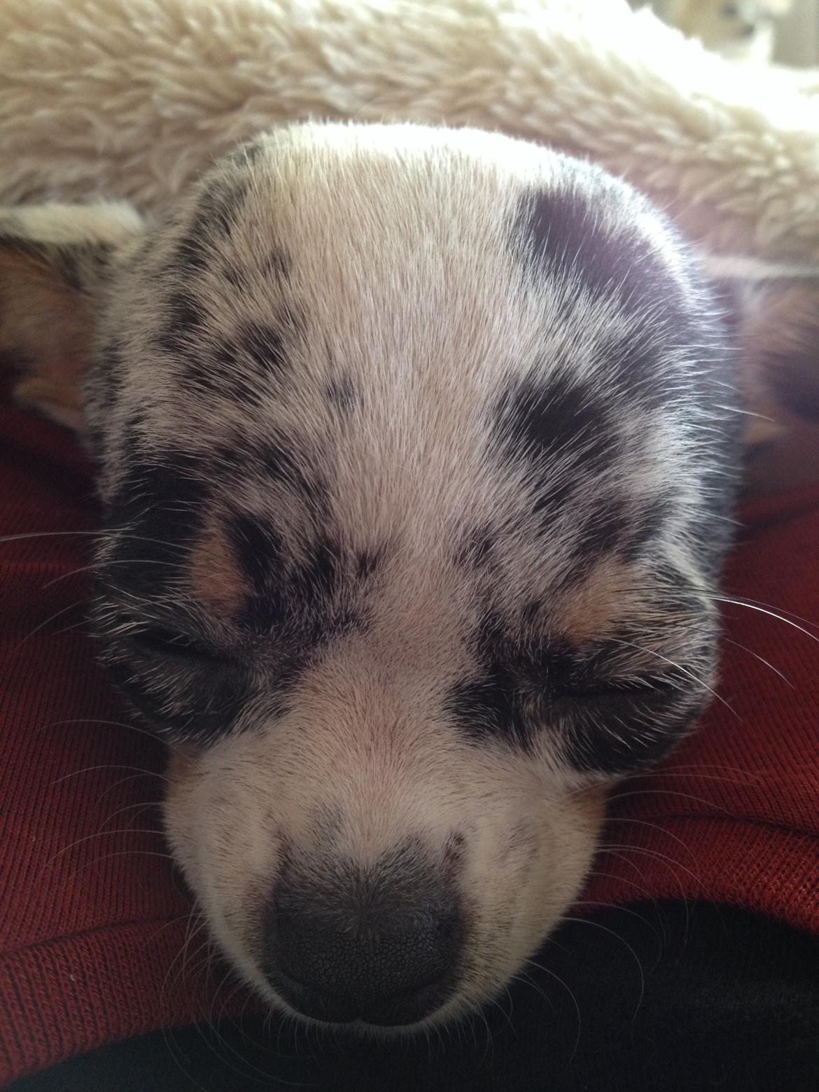 Chihuahua Lillebror billede 4