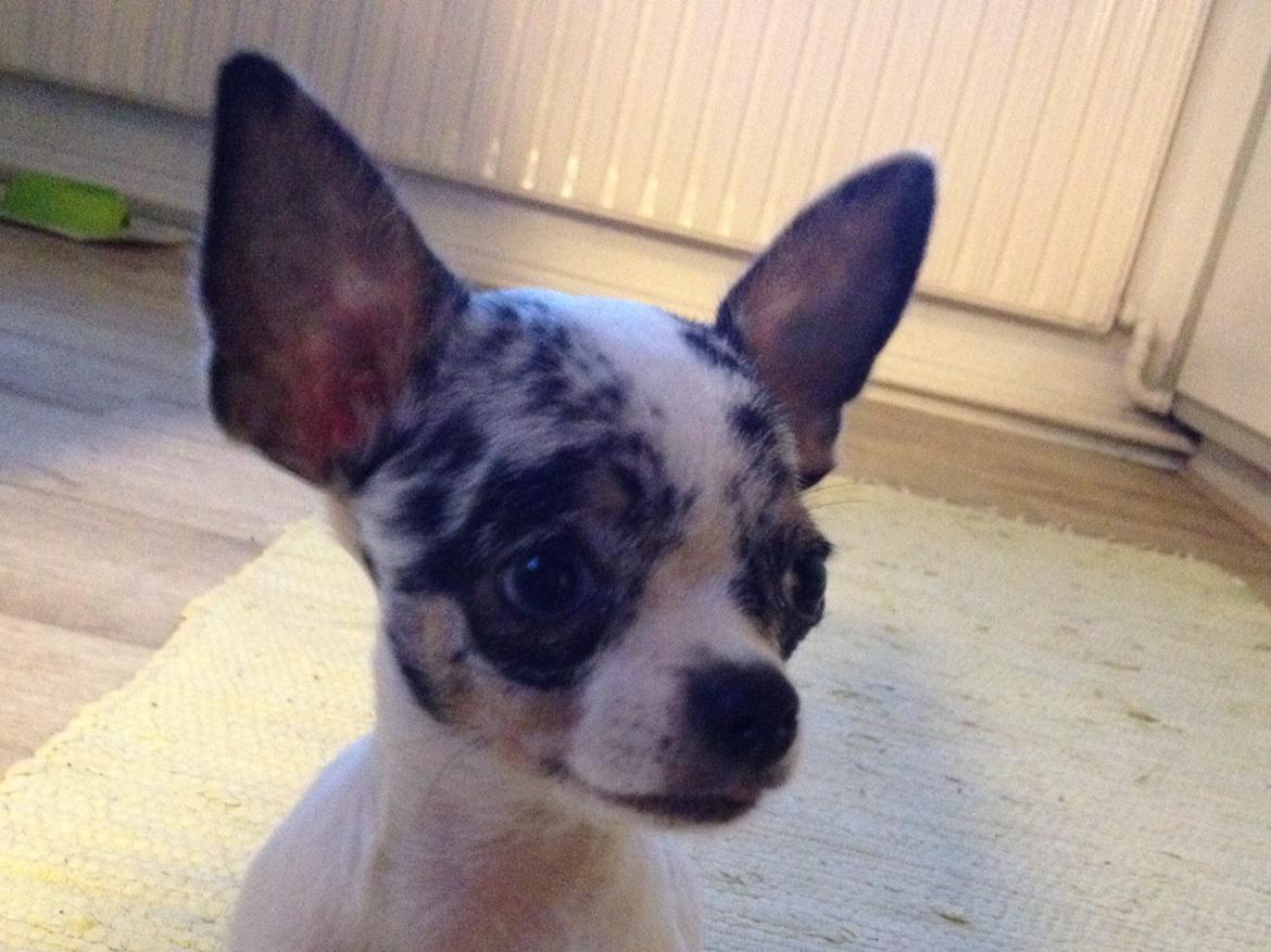 Chihuahua Lillebror billede 5