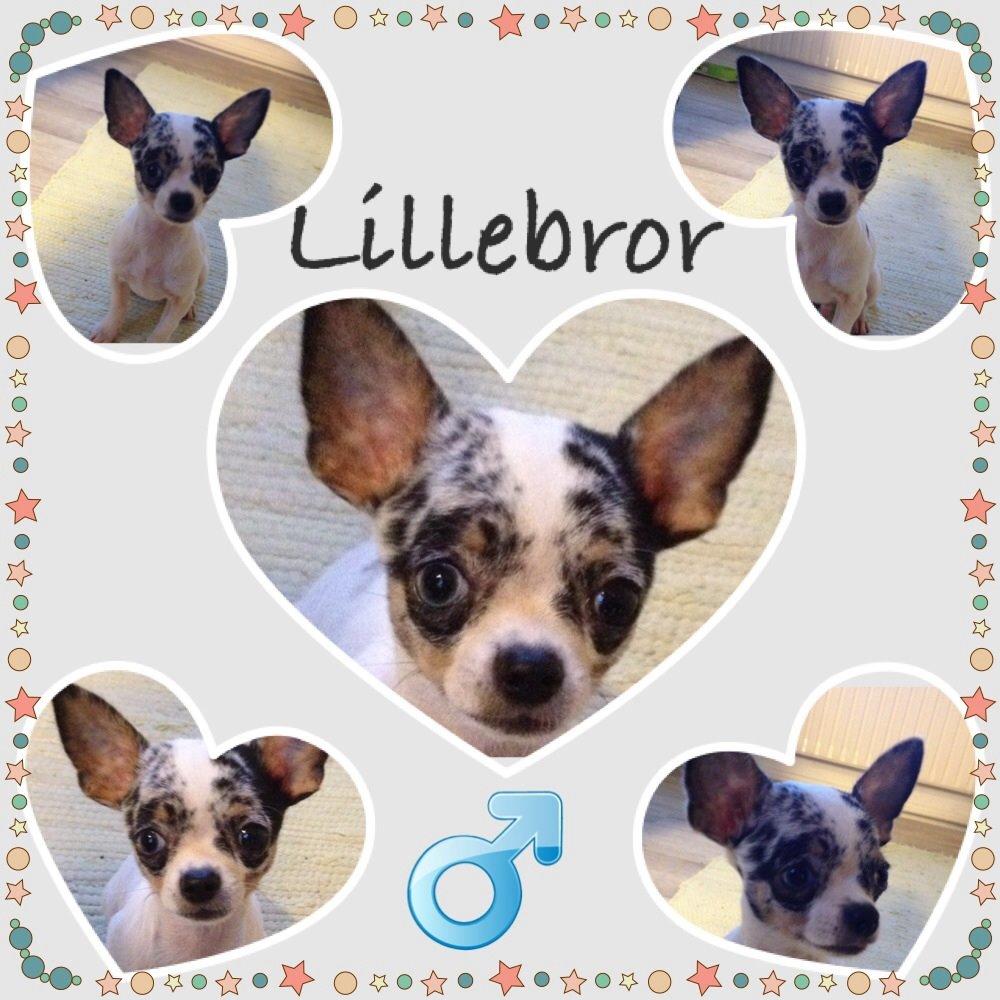 Chihuahua Lillebror billede 6