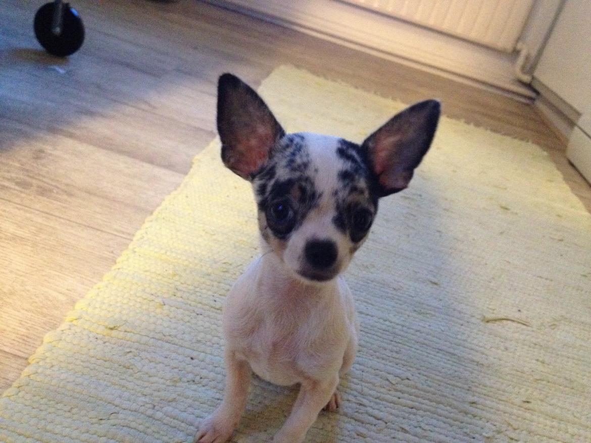 Chihuahua Lillebror billede 8