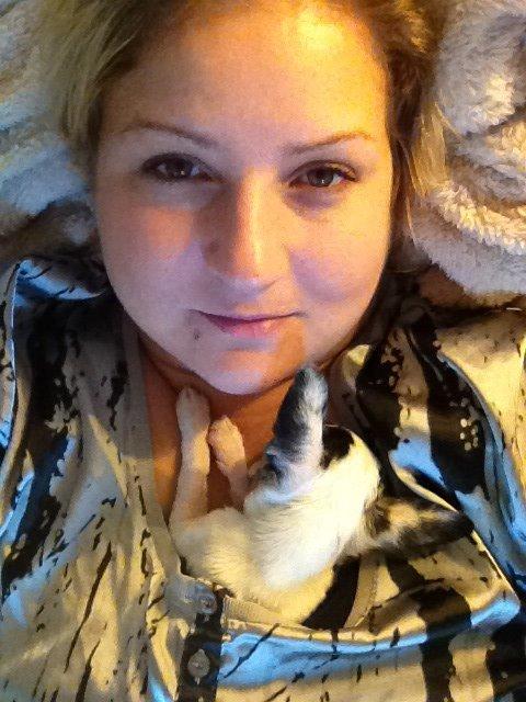 Chihuahua Lillebror billede 7