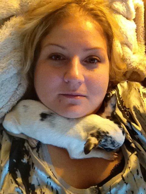 Chihuahua Lillebror billede 9