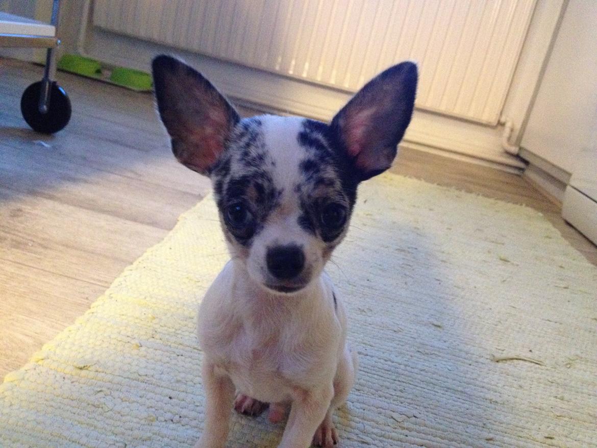 Chihuahua Lillebror billede 10