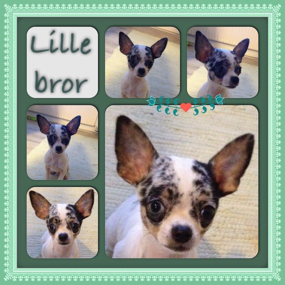 Chihuahua Lillebror billede 11