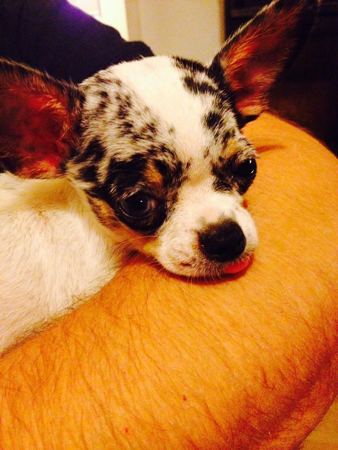 Chihuahua Lillebror billede 12