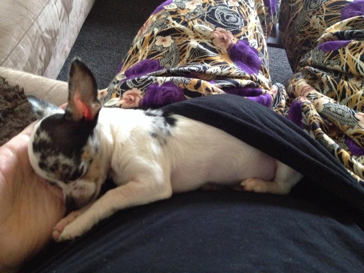 Chihuahua Lillebror billede 13