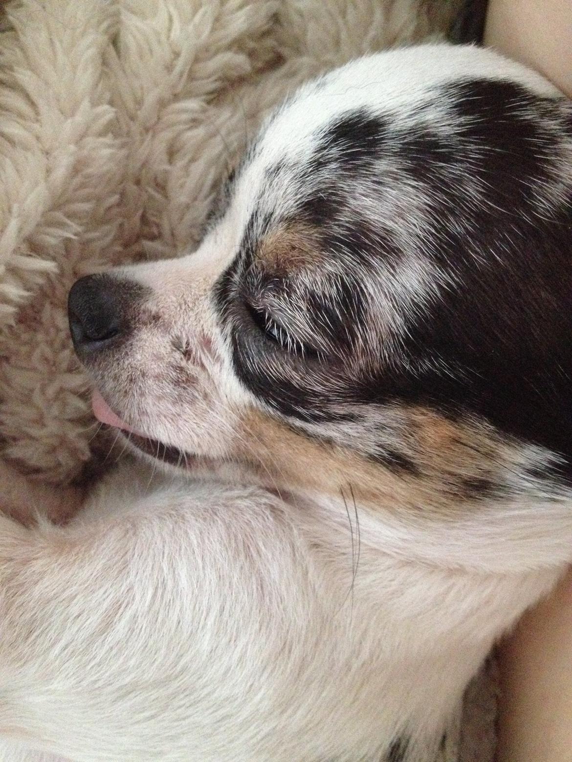 Chihuahua Lillebror billede 14