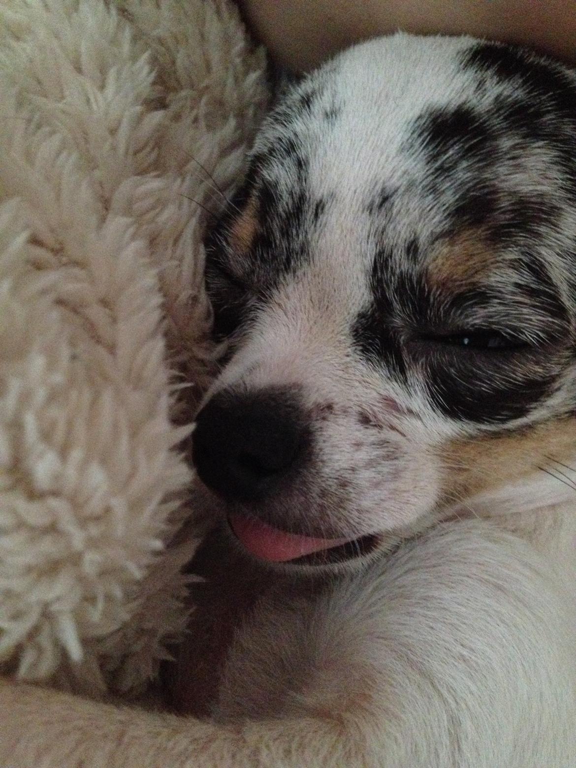 Chihuahua Lillebror billede 15