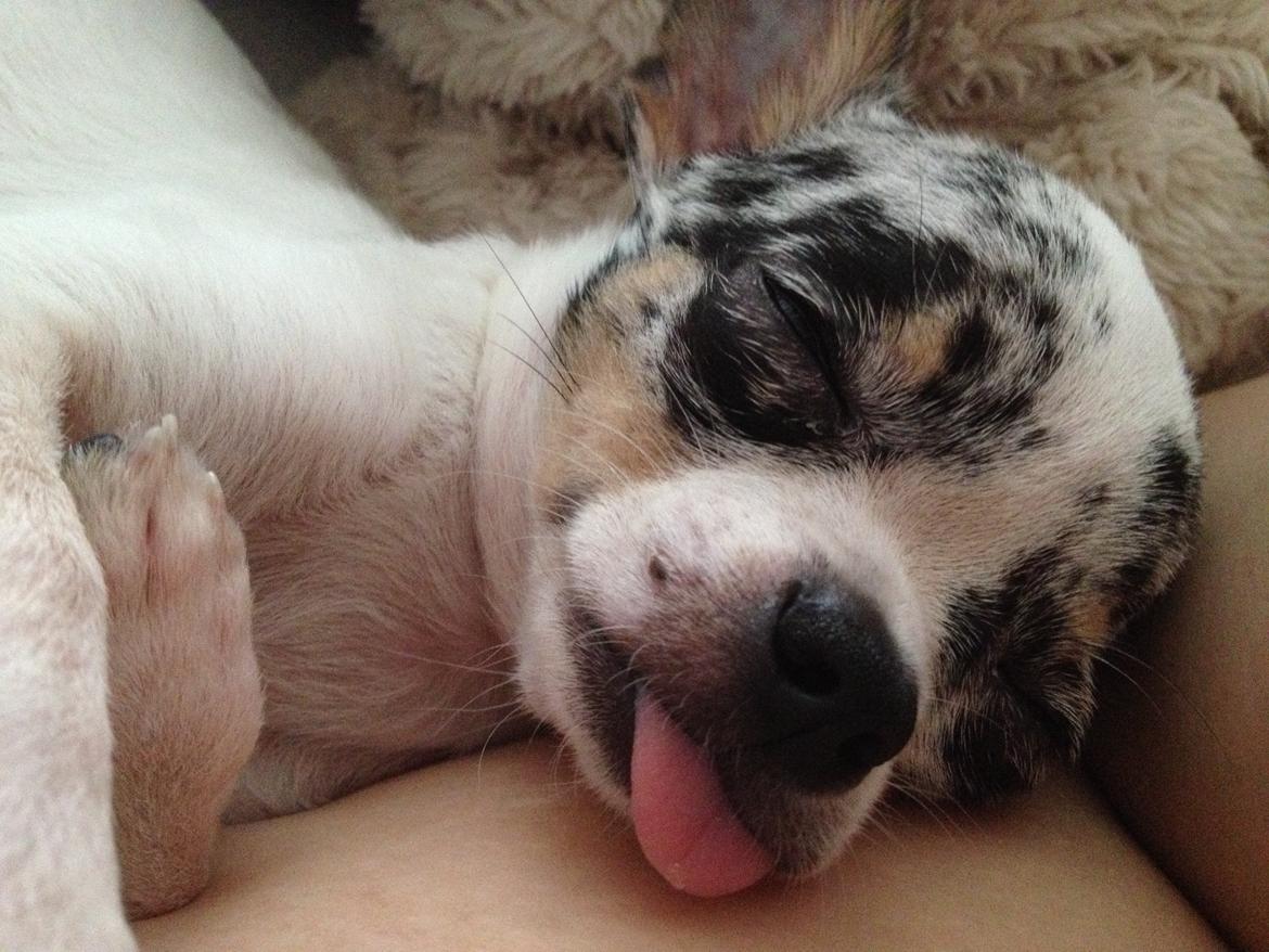 Chihuahua Lillebror billede 16