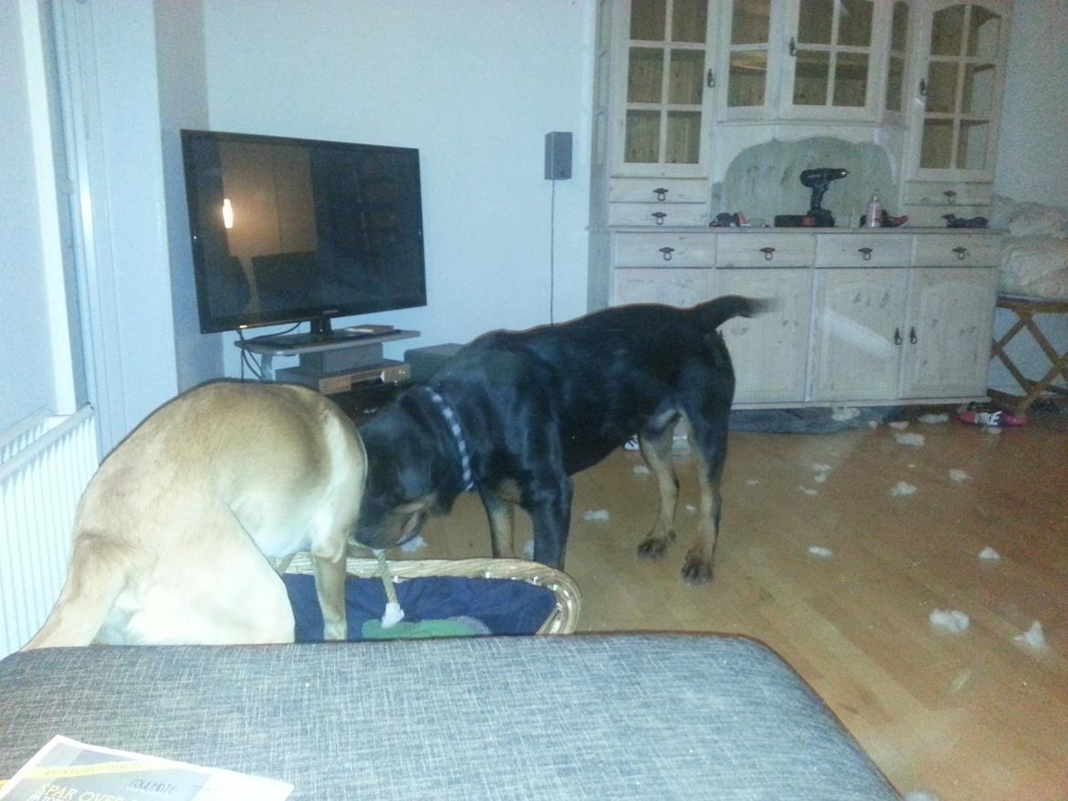 Rottweiler Paco - -Resultatet af at lade en kasse bamser stå fremme-.-' billede 12