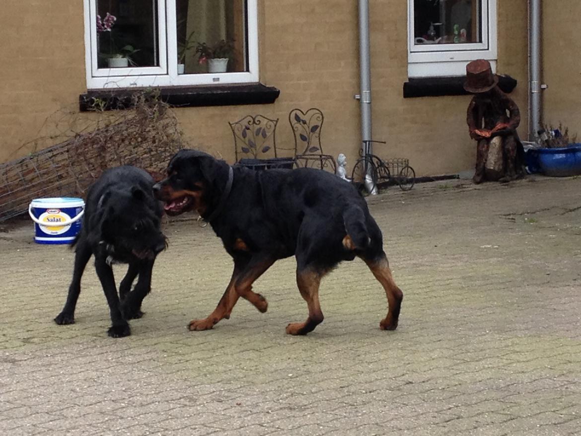 Rottweiler Samson billede 12