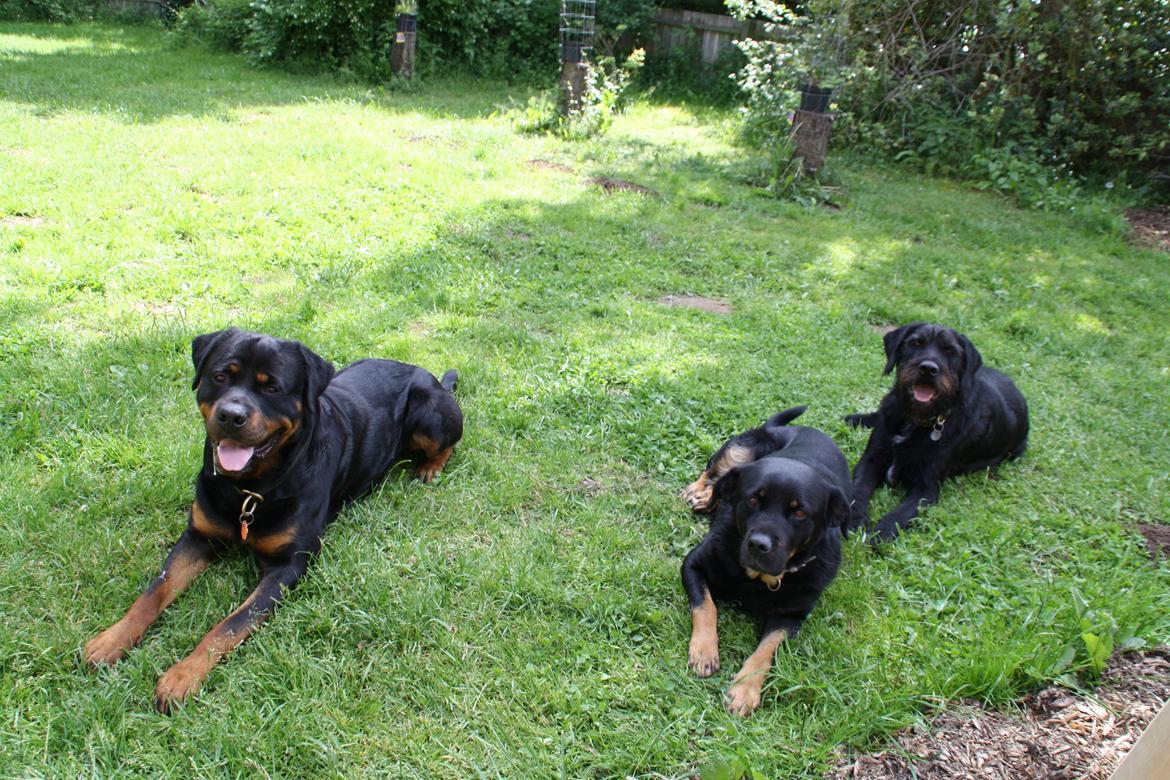 Rottweiler Samson billede 2