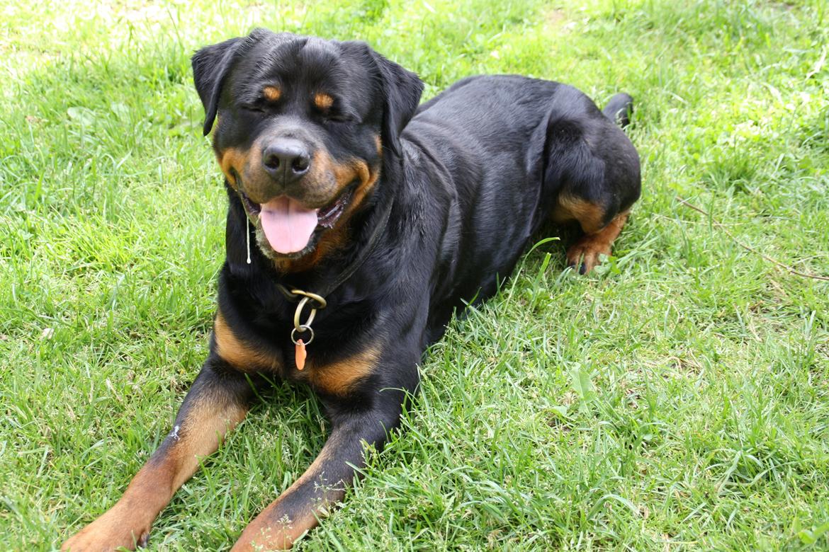 Rottweiler Samson billede 1
