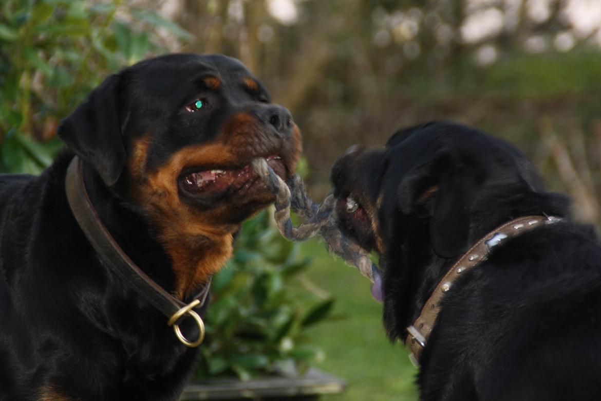 Rottweiler Samson billede 3
