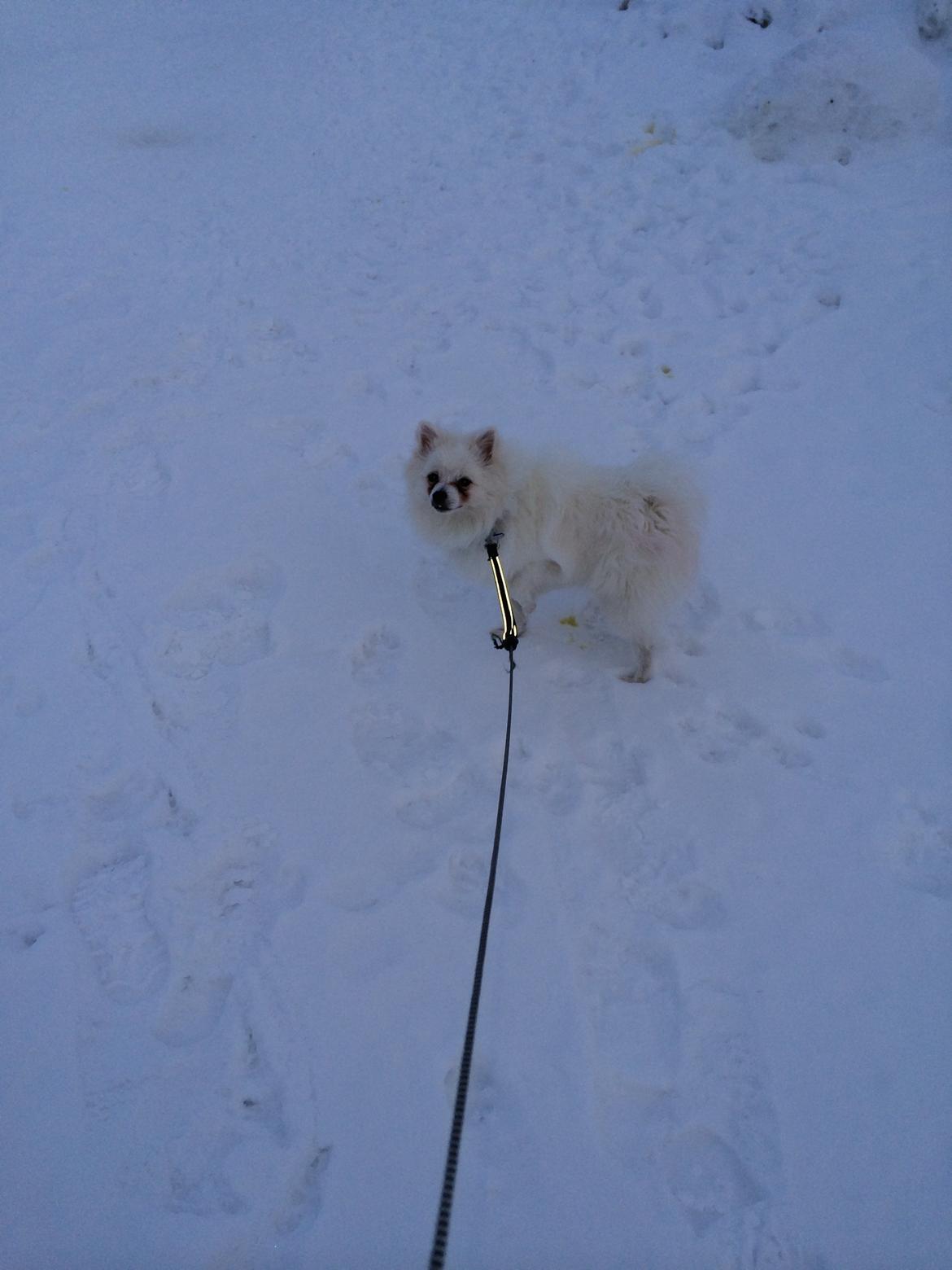 Volpino italiano Fulgencio Minick billede 3