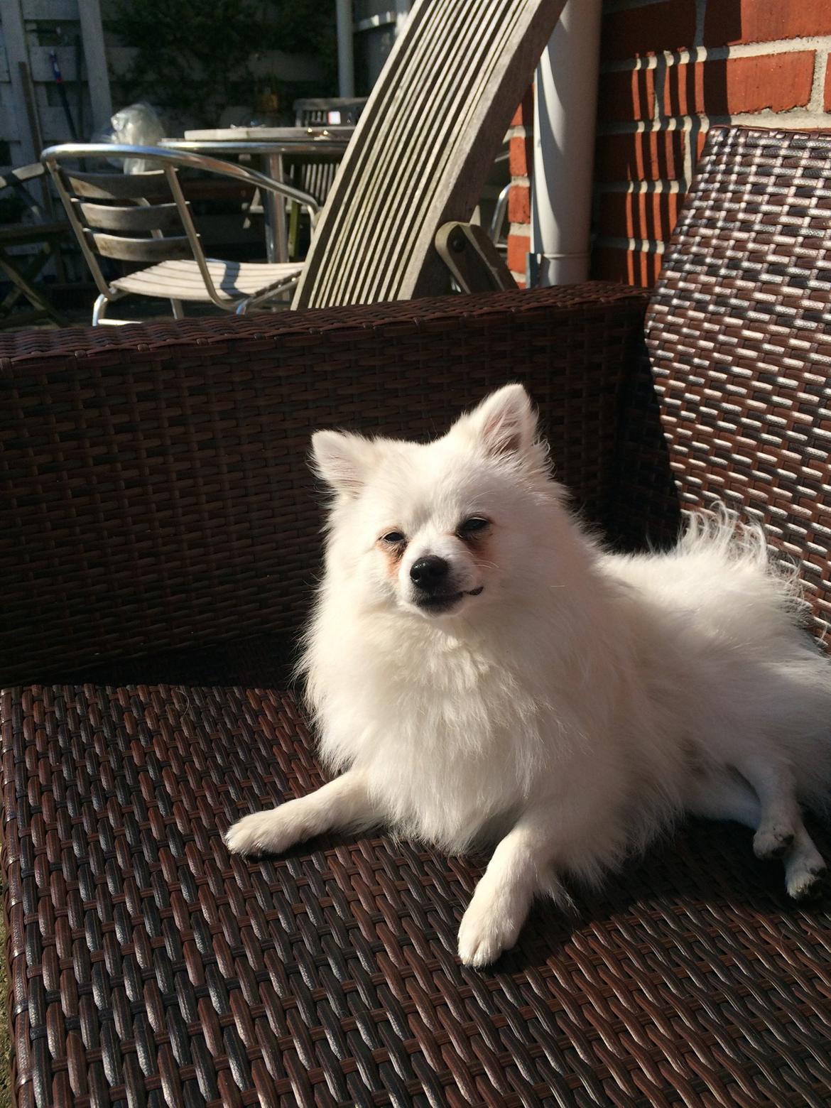 Volpino italiano Fulgencio Minick - 1 års fødselsdag billede 4