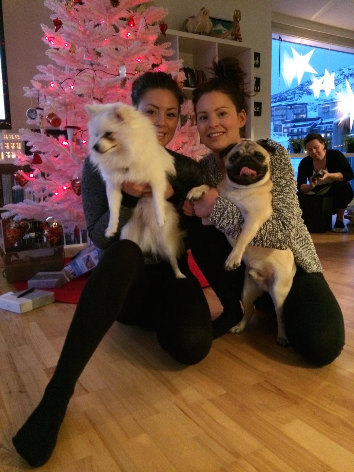 Volpino italiano Fulgencio Minick - Første jul  billede 2