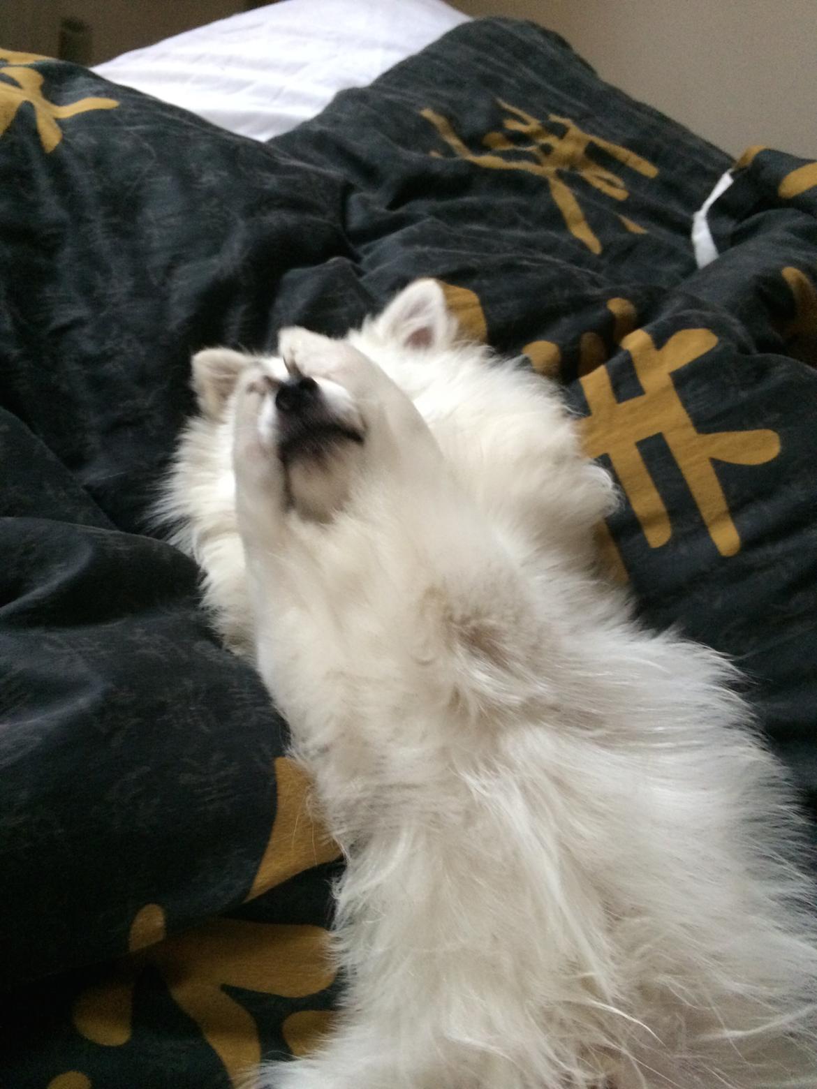 Volpino italiano Fulgencio Minick billede 6