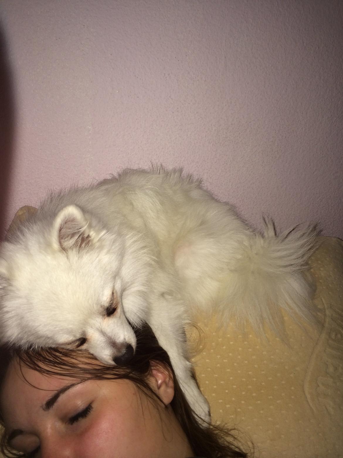 Volpino italiano Fulgencio Minick - Passer altid på sin mor billede 5