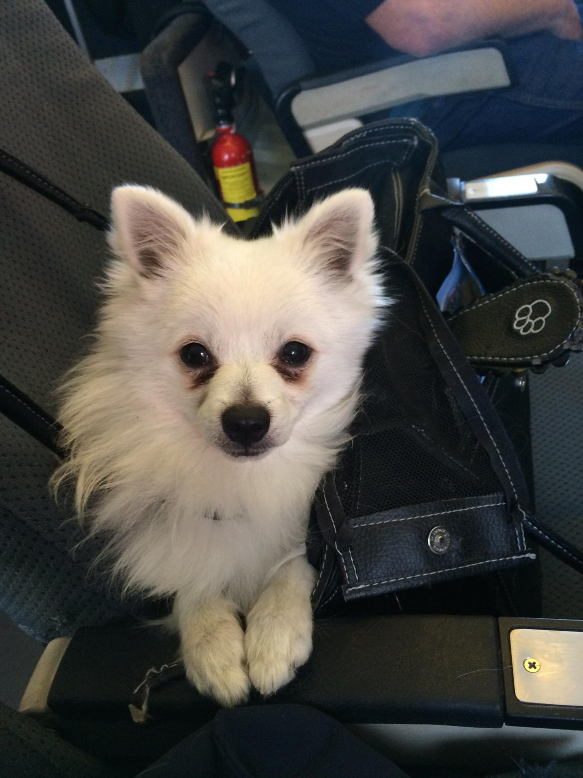 Volpino italiano Fulgencio Minick - første flyve tur billede 1