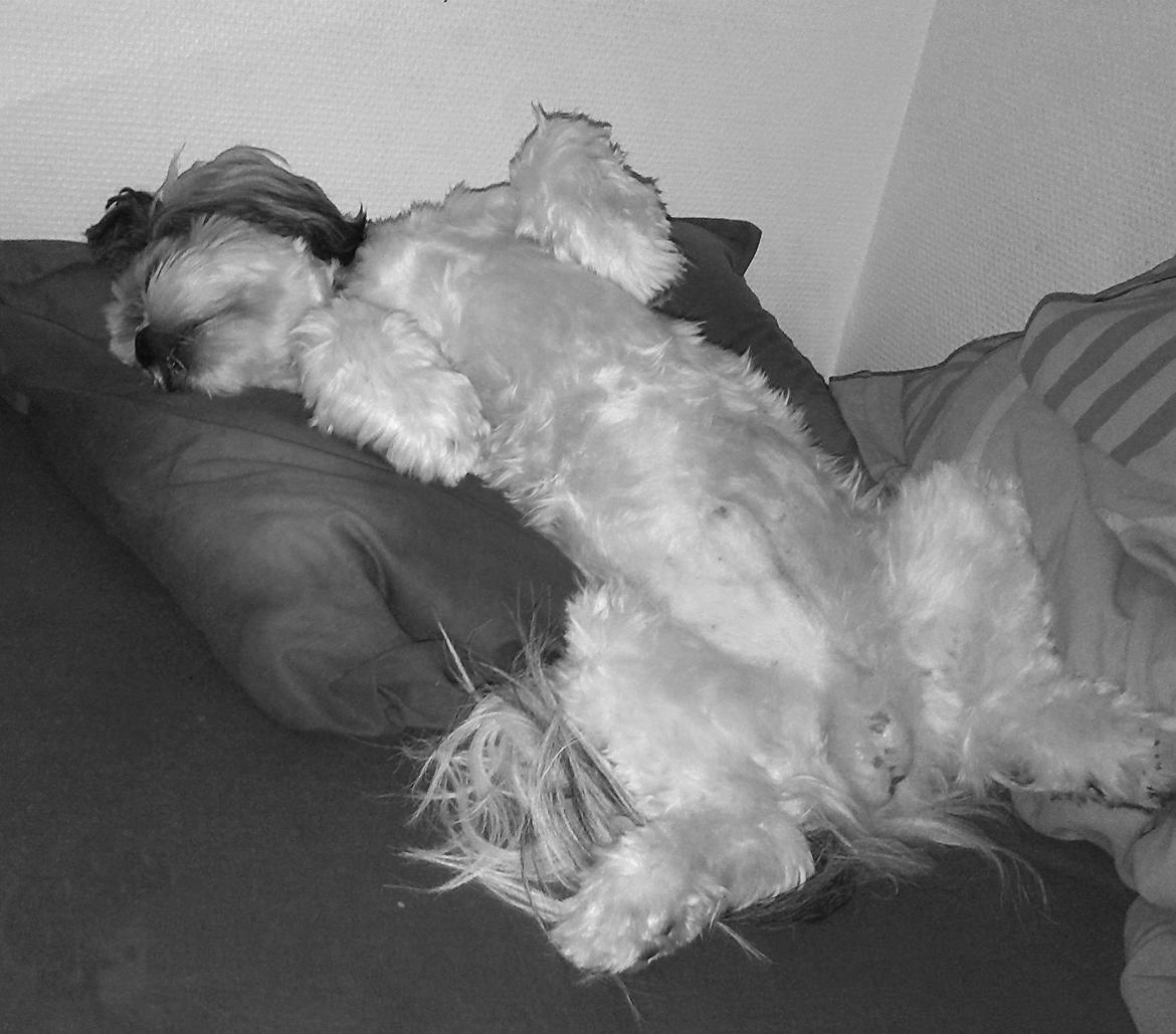 Lhasa apso Tucker billede 40