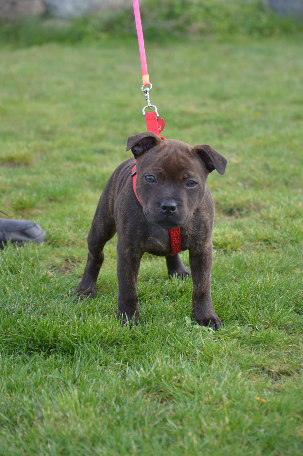 Staffordshire bull terrier Oijo billede 35