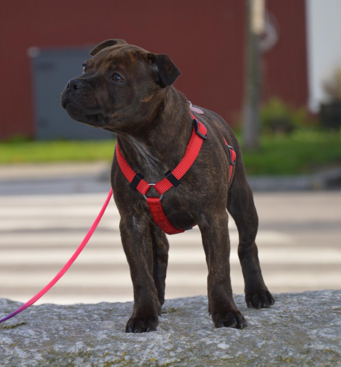 Staffordshire bull terrier Oijo - Øver mig :-) billede 36