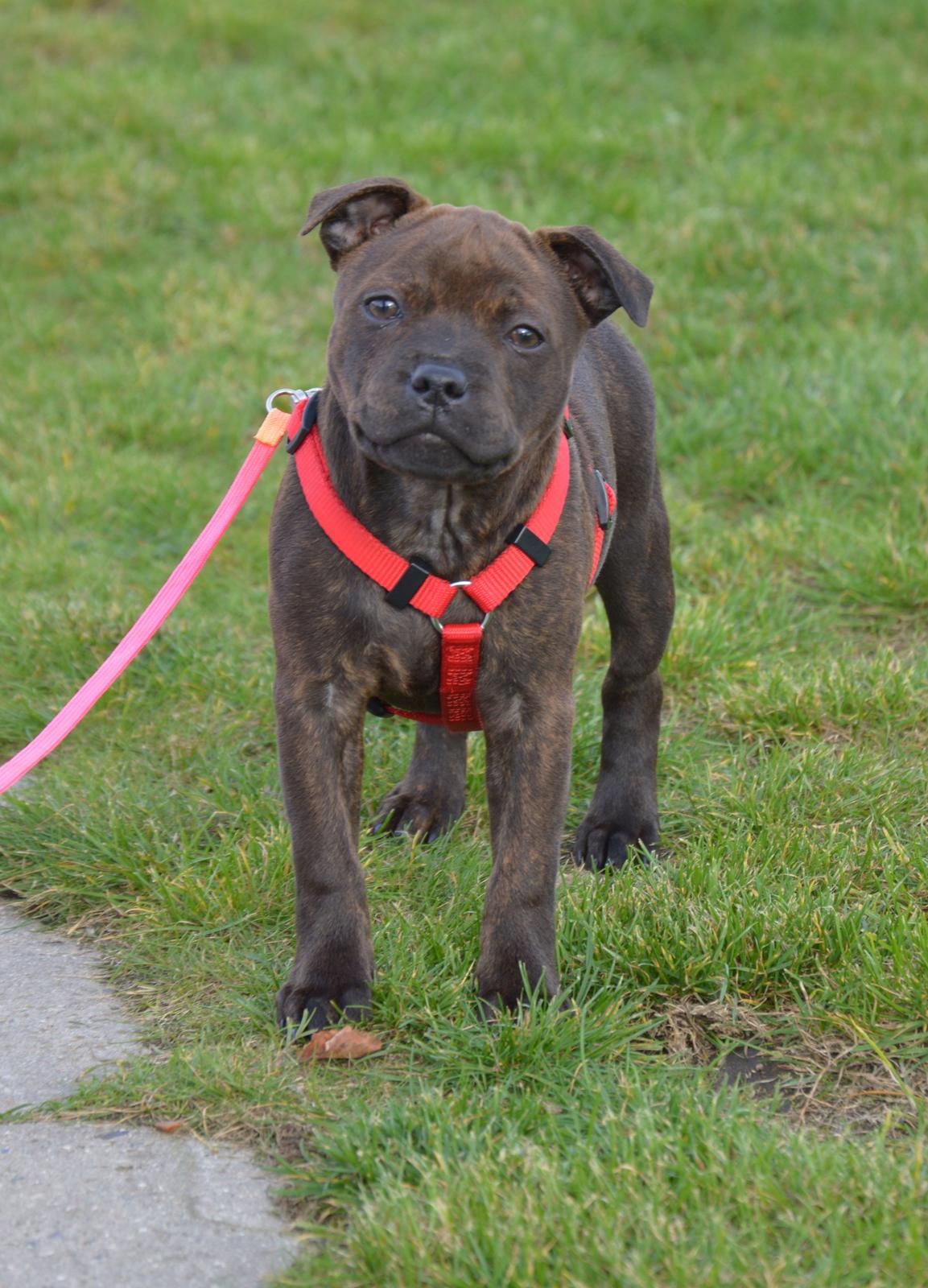 Staffordshire bull terrier Oijo - 11 uger idag og ude og hvalpetræne med mor og far :-) billede 37